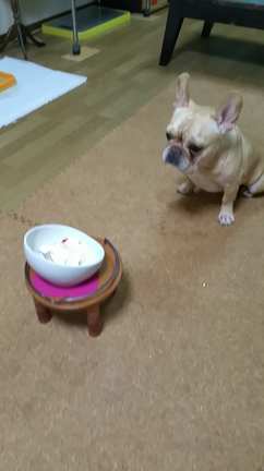 てびち5歳の誕生日の記事動画