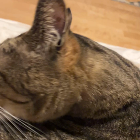 本日の猫　の画像