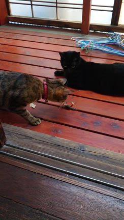 猫・蟹 合戦の記事動画