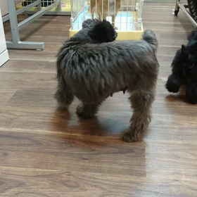 動画です★ティラミスちゃんと子犬ちゃんの画像