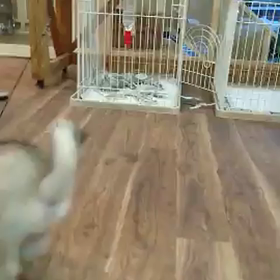子犬のあゆみ★動画 アラスカンクリーカイの画像