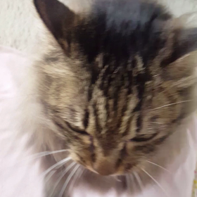 暇な猫の画像