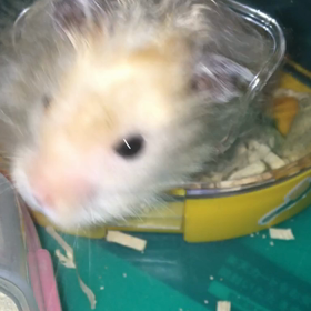 昨日は、つくしの月命日でしたの画像