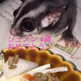 シュノン♀ おめでとうの画像