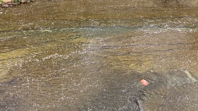 お花見、久々の100超えライド〜貧脚日記の記事動画