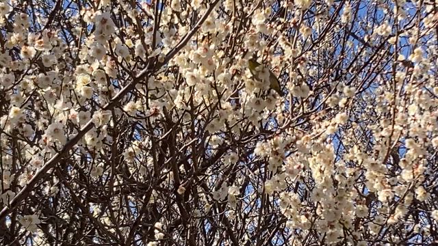 メジロが群れでいても静止画じゃどこにいるのか分からない〜貧脚日記の記事動画