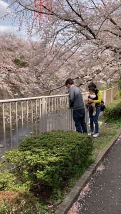 お花見、久々の100超えライド〜貧脚日記の記事動画