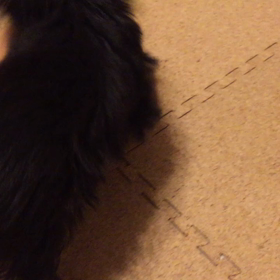 スリンキー(๑•̀ㅂ•́)وの画像