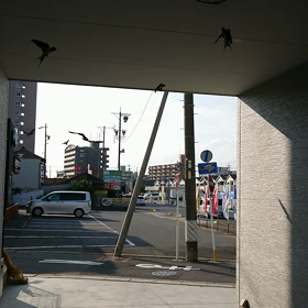 巣立ちの時の画像