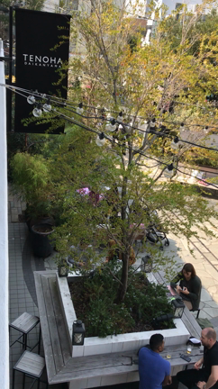 TENOHA 代官山にお花見に2の記事動画