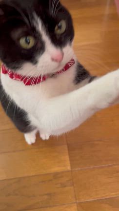 十割蕎麦サイコーの記事動画