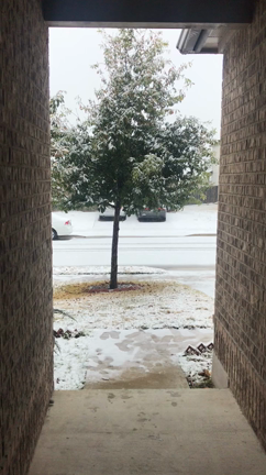 雪が降った〜❣️の記事動画