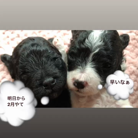まいろbaby生後2週間~ほんのすこしだけ開眼の画像