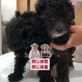 パティbaby❤︎可愛いすぎる入浴の画像