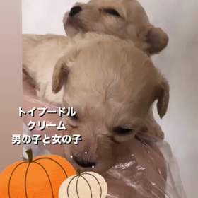 2023/10/10の画像