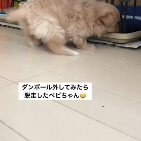 ポメぷう子ちゃん♡脱走の巻^ ^の画像