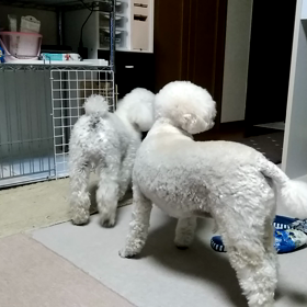 【ウー】！いつもの勢いはどうした…の画像