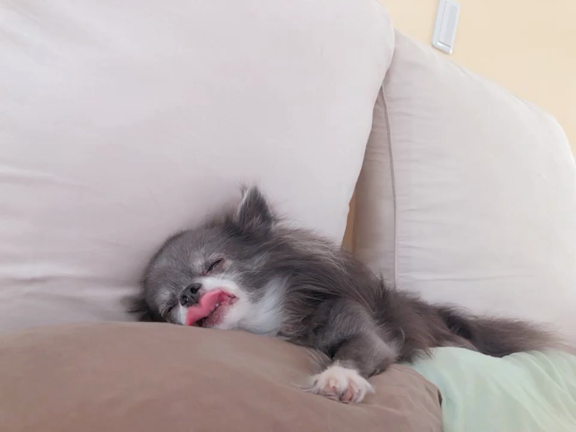 おやすみ╰(*´︶`*)╯♡の記事動画