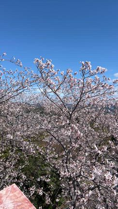 アロマセラピストおすすめ　豊川市No１のお花見スポットの記事動画