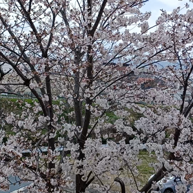 今年も、咲きました。の画像