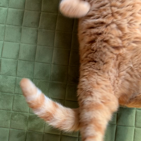 今朝、猫もくつろぎモード！の画像
