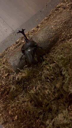 カブ男くん。の記事動画