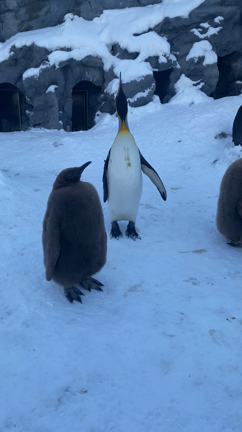 ずーーーっと行きたかった動物園♡の記事動画