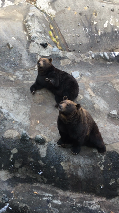 クマさん。本当に愛らしい。の記事動画