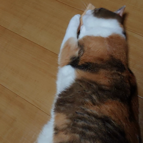パロサントの画像