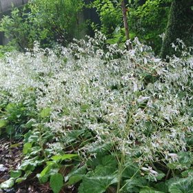雨の朝の画像