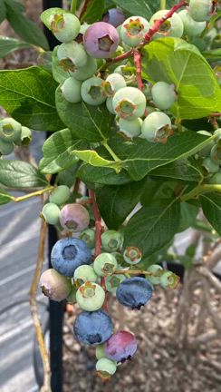 今日の剪定❗️の記事動画