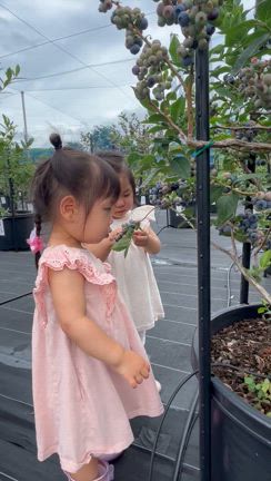 摘み取り農園では子供がブルーベリーをたくさん食べてくれますの記事動画