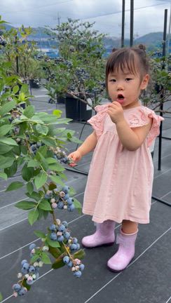 摘み取り農園では子供がブルーベリーをたくさん食べてくれますの記事動画