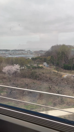 3月の韓国へ！花冷えの釜山と春咲くソウル！⑹の記事動画
