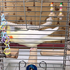 今日のするめちゃんの画像