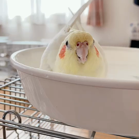 今日のするめちゃんの画像