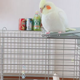 今日のするめちゃんの画像