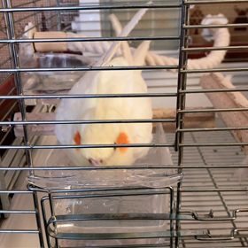 今日のするめちゃんの画像