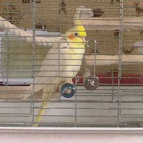 今日のするめちゃんの画像