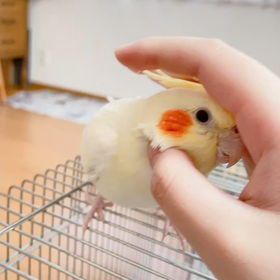 今日のするめちゃんの画像