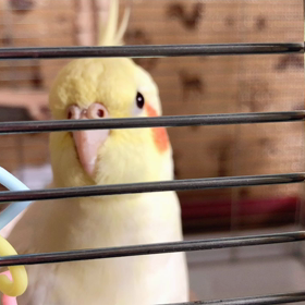 今日のするめちゃんの画像