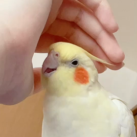 今日のするめちゃんの画像