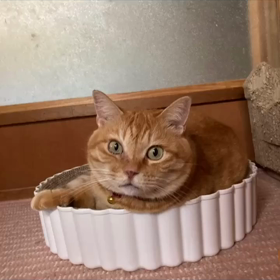 茶音の画像