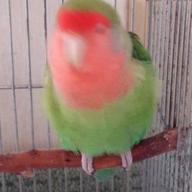 コザクラインコの画像