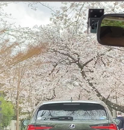 桜色舞うころ。の記事動画