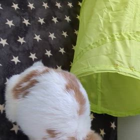 5歳になったよん♪の画像