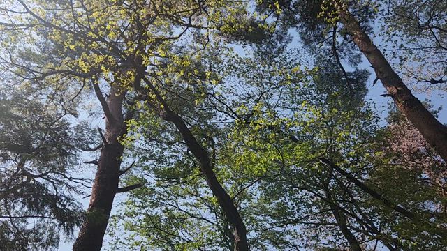 花粉が落ち着いてきたので…山のウォーキング再開！3キロ歩いて消費されたカロリーに思う…の記事動画
