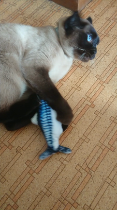 【動画あり】半額になっていたので買って猫に渡してみました。の記事動画