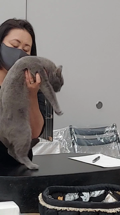 キャットショーとの記事動画