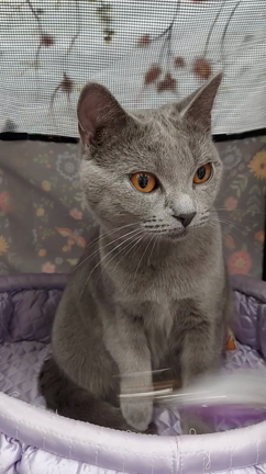 キャットショーとの記事動画